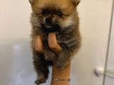 Üst Kalite Teddy Bear Pomeranian Bebekler