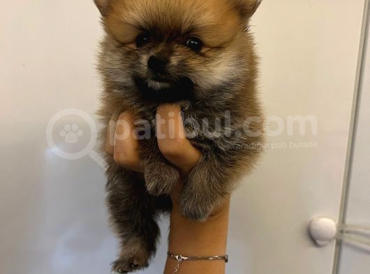Üst Kalite Teddy Bear Pomeranian Bebekler görsel