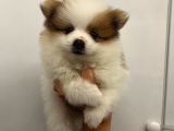 Üst Kalite Teddy Bear Pomeranian Bebekler