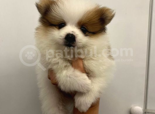 Üst Kalite Teddy Bear Pomeranian Bebekler görsel