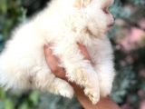 Ayi Surat Safkan Pomerani̇an Boo Yavrular