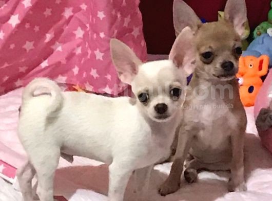 Cep Boy Şivava Yavrularimiz