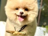 Mi̇ni̇k Pati̇ci̇k Boo Suratli Pomerani̇an Yavrular