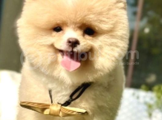 Mi̇ni̇k Pati̇ci̇k Boo Suratli Pomerani̇an Yavrular görsel