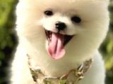 Mi̇ni̇k Pati̇ci̇k Boo Suratli Pomerani̇an Yavrular