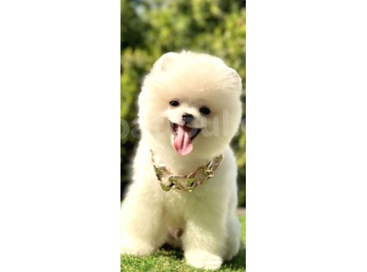 Mi̇ni̇k Pati̇ci̇k Boo Suratli Pomerani̇an Yavrular görsel