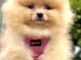 Mi̇ni̇k Pati̇ci̇k Boo Suratli Pomerani̇an Yavrular