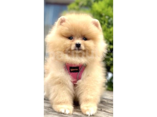 Mi̇ni̇k Pati̇ci̇k Boo Suratli Pomerani̇an Yavrular görsel