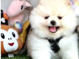 MİNİK PATİCİK BOO SURATLI POMERANİAN YAVRULAR