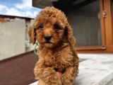 Sağlık Ve Irk Garantili Poodle Bebekler