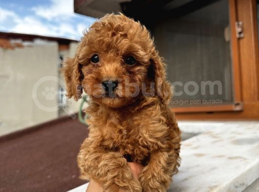 Sağlık Ve Irk Garantili Poodle Bebekler görsel
