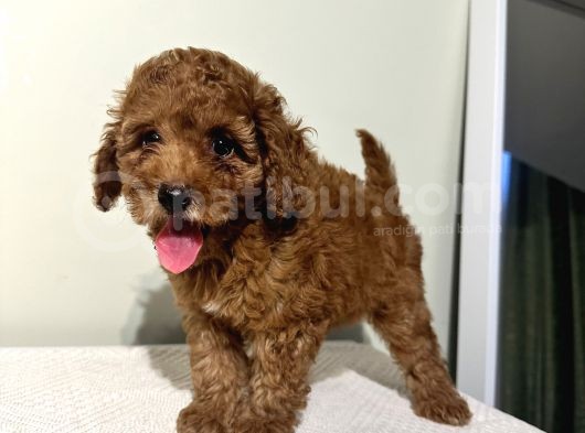 Ev Doğumlu Poodle Bebeklerimiz görsel