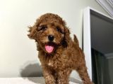 Sağlık Ve Irk Garantili Poodle Bebekler