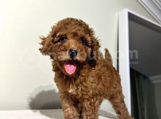 Sağlık Ve Irk Garantili Poodle Bebekler görsel