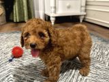 Birbirinden Oyuncu Poodle Bebeklerimiz Ev Ortamında