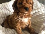 Son İki Cavapo Bebekler