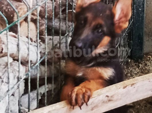 Scr Li Dişi Alman Kurdu Yavrusu görsel
