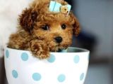 Biblo gibi her renkte poodle yavrular
