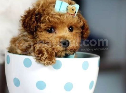 Biblo Gibi Her Renkte Poodle Yavrular