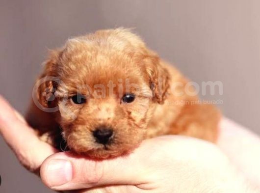 Biblo Gibi Her Renkte Poodle Yavrular görsel