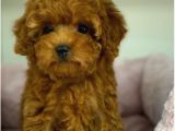 Biblo Gibi Her Renkte Poodle Yavrular