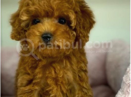 Biblo Gibi Her Renkte Poodle Yavrular görsel