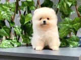 Üst Kalite Teddy Bear Pomeranian Bebekler