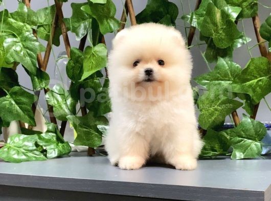 Üst Kalite Teddy Bear Pomeranian Bebekler
