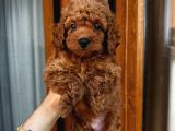 Ev Doğumlu Poodle Bebeklerimiz