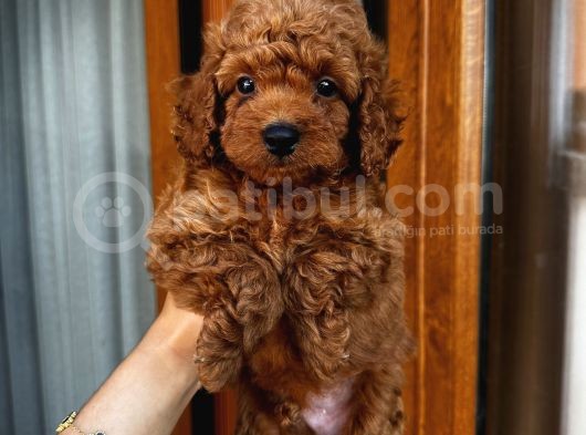 Ev Doğumlu Poodle Bebeklerimiz görsel