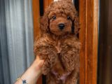 Sağlık Ve Irk Garantili Poodle Bebekler