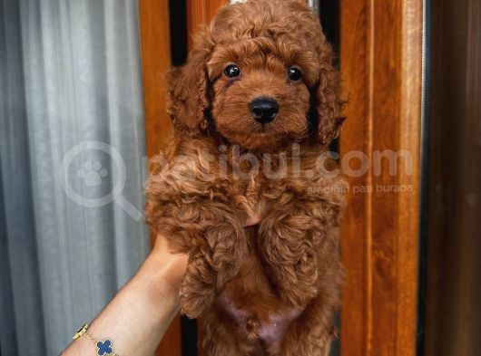 Sağlık Ve Irk Garantili Poodle Bebekler görsel