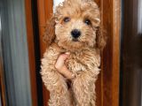 Birbirinden Oyuncu Poodle Bebeklerimiz Ev Ortamında