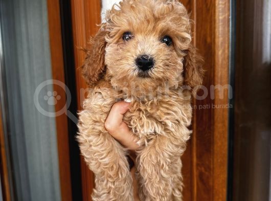 Birbirinden Oyuncu Poodle Bebeklerimiz Ev Ortamında görsel