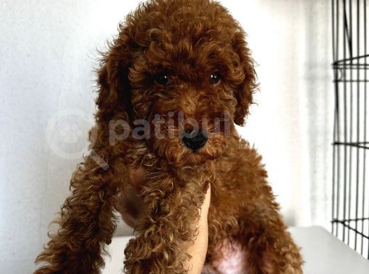 Birbirinden Oyuncu Poodle Bebeklerimiz Ev Ortamında görsel