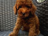 Sağlık Ve Irk Garantili Poodle Bebekler