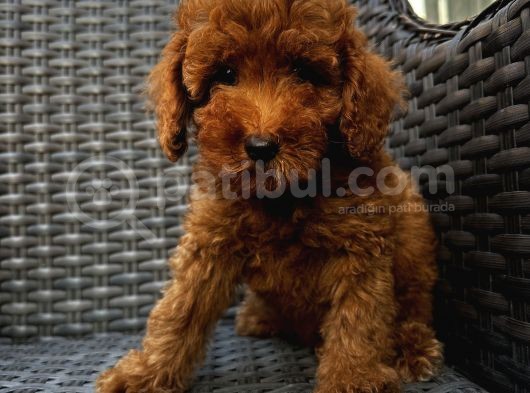 Sağlık Ve Irk Garantili Poodle Bebekler görsel