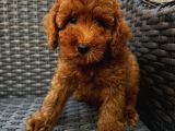 Birbirinden Oyuncu Poodle Bebeklerimiz Ev Ortamında