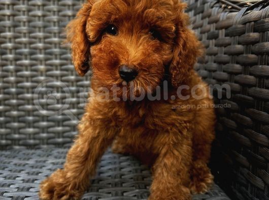 Birbirinden Oyuncu Poodle Bebeklerimiz Ev Ortamında görsel