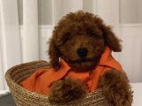 Sağlık Ve Irk Garantili Poodle Bebekler