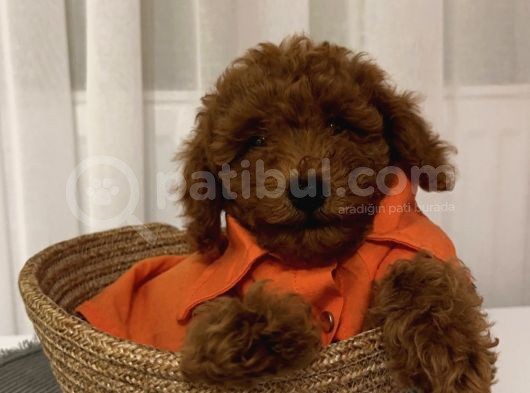 Sağlık Ve Irk Garantili Poodle Bebekler görsel
