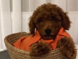 Ev Doğumlu Poodle Bebeklerimiz