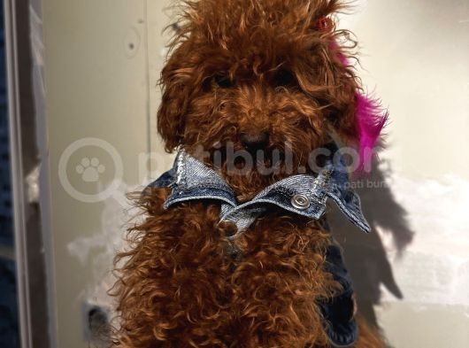 Ev Doğumlu Poodle Bebeklerimiz görsel