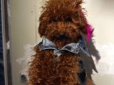 Sağlık Ve Irk Garantili Poodle Bebekler