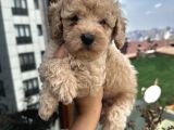 Ev Doğumlu Poodle Bebeklerimiz