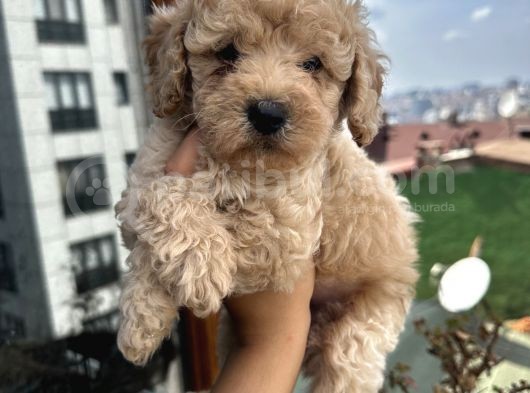 Ev Doğumlu Poodle Bebeklerimiz görsel