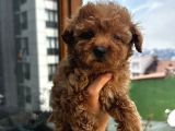 Ev Doğumlu Poodle Bebeklerimiz