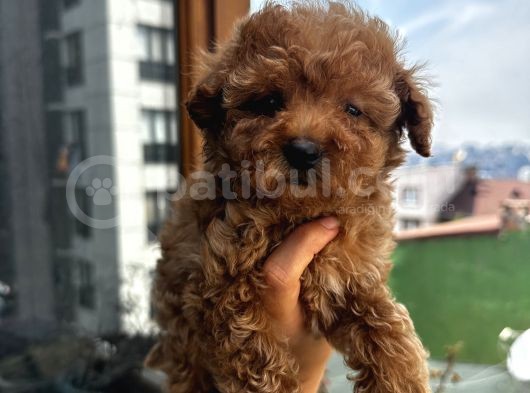 Ev Doğumlu Poodle Bebeklerimiz görsel