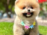 Safkan Pomeranian Boo Yavrularımız