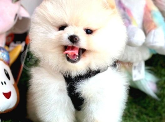 Safkan Pomeranian Boo Yavrularımız görsel